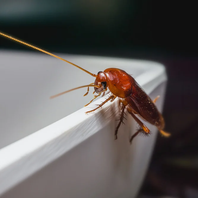 cockroach sitting on the edge of a hard surface in a household