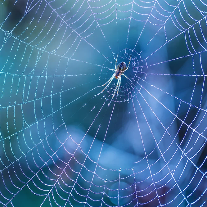 A household spider sitting in a web outside