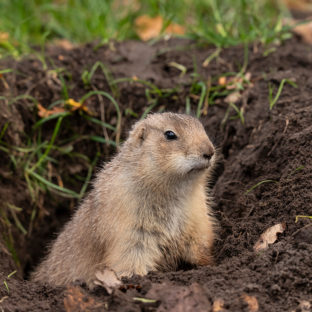 Wild gopher peeking his head out of his dirt tunnel he made in a backyard