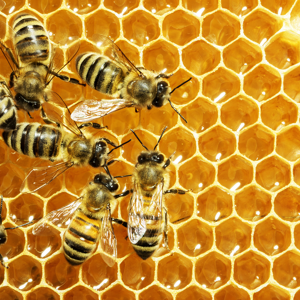 Several bees on honeycomb