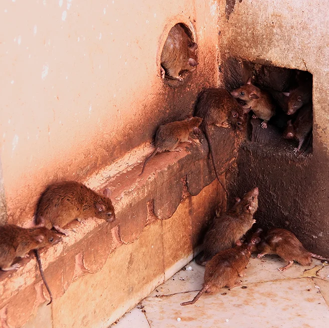 Several rats crawling around in a corner of a home near duct work
